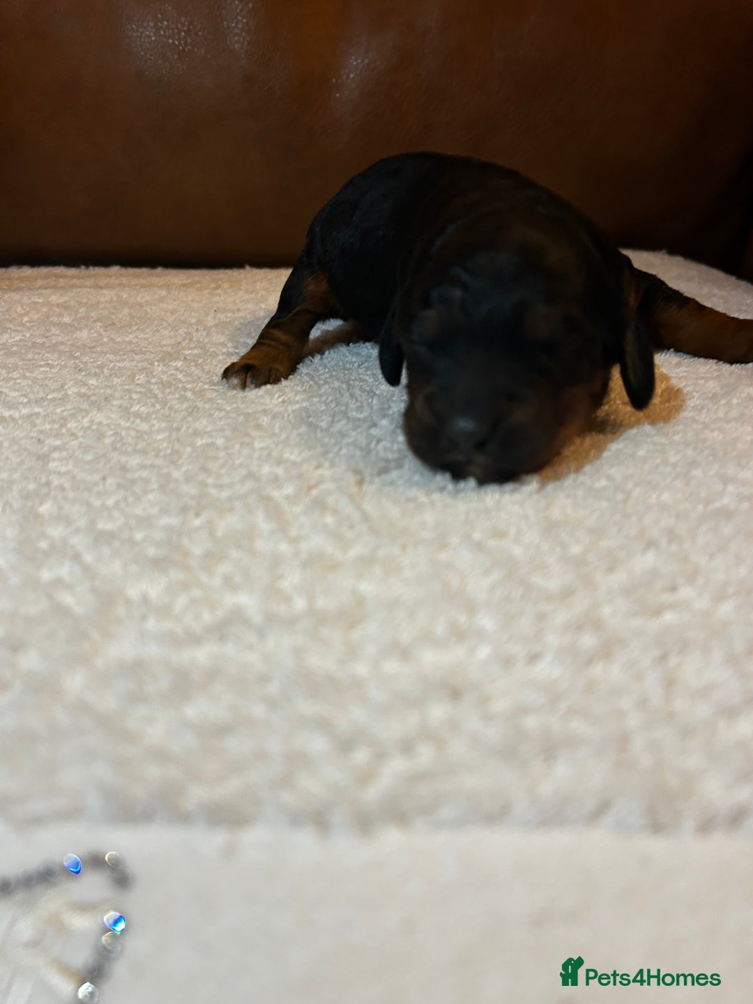 Cockapoo dogs for sale: Toy Cockapoo’s  - Advert 12