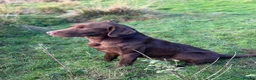 Labrador Retriever dogs for sale: 2 Quality strong Labrador pups  - Advert 2