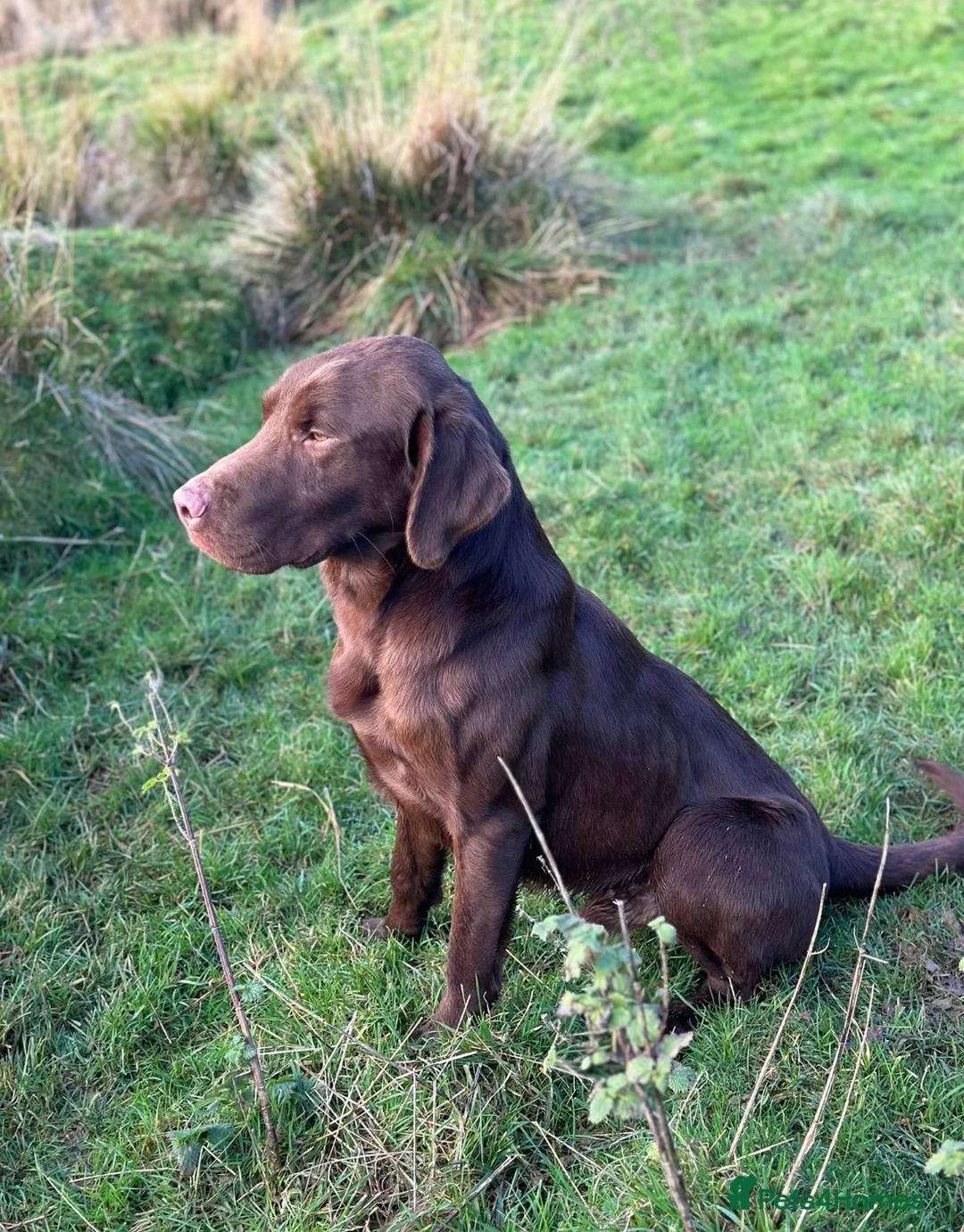 Labrador Retriever dogs for sale: 2 Quality strong Labrador pups  - Advert 2