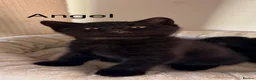 British Shorthair cats for sale: Gorgeous black BSH kittens available.  - Advert 18