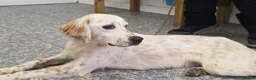 English Setter dogs for adoption: Hamar in Brighton - Advert 2