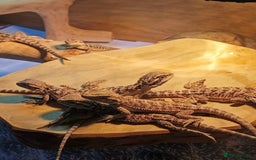 Bearded Dragon reptiles for sale: Baby bearded dragons £45 per baby  - Advert 4