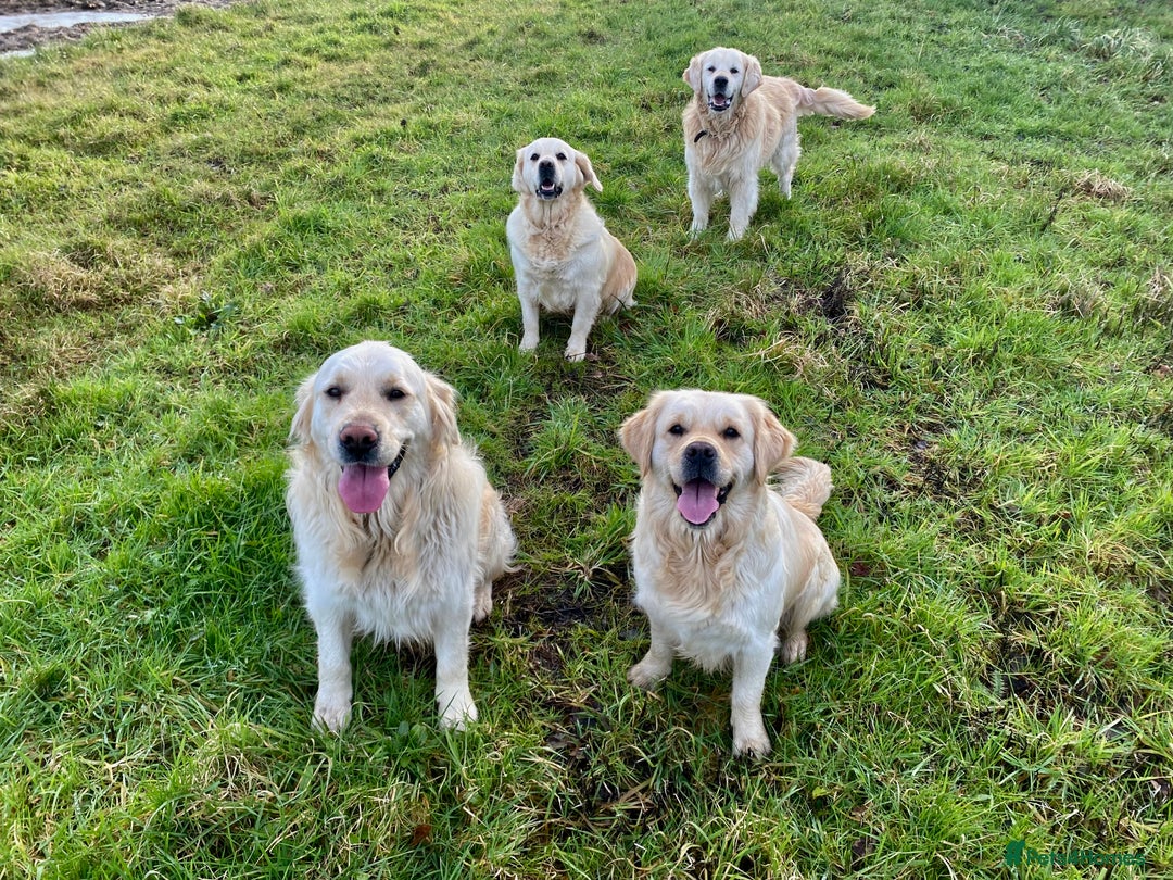 Golden Retriever dogs for sale: Beautiful and fluffy Golden Retriever puppies - Advert 29