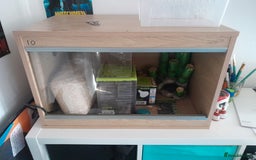 Snake reptiles for sale: Hognose snake  in Milton Keynes - Image 5