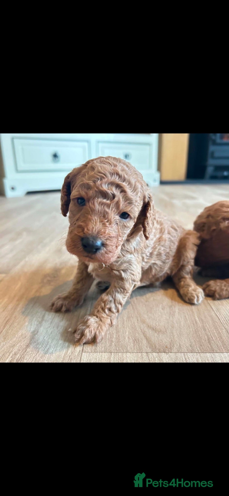 Miniature Poodle dogs ⭐️⭐️ stunning miniature poodle puppies ⭐️⭐️ - Advert 2