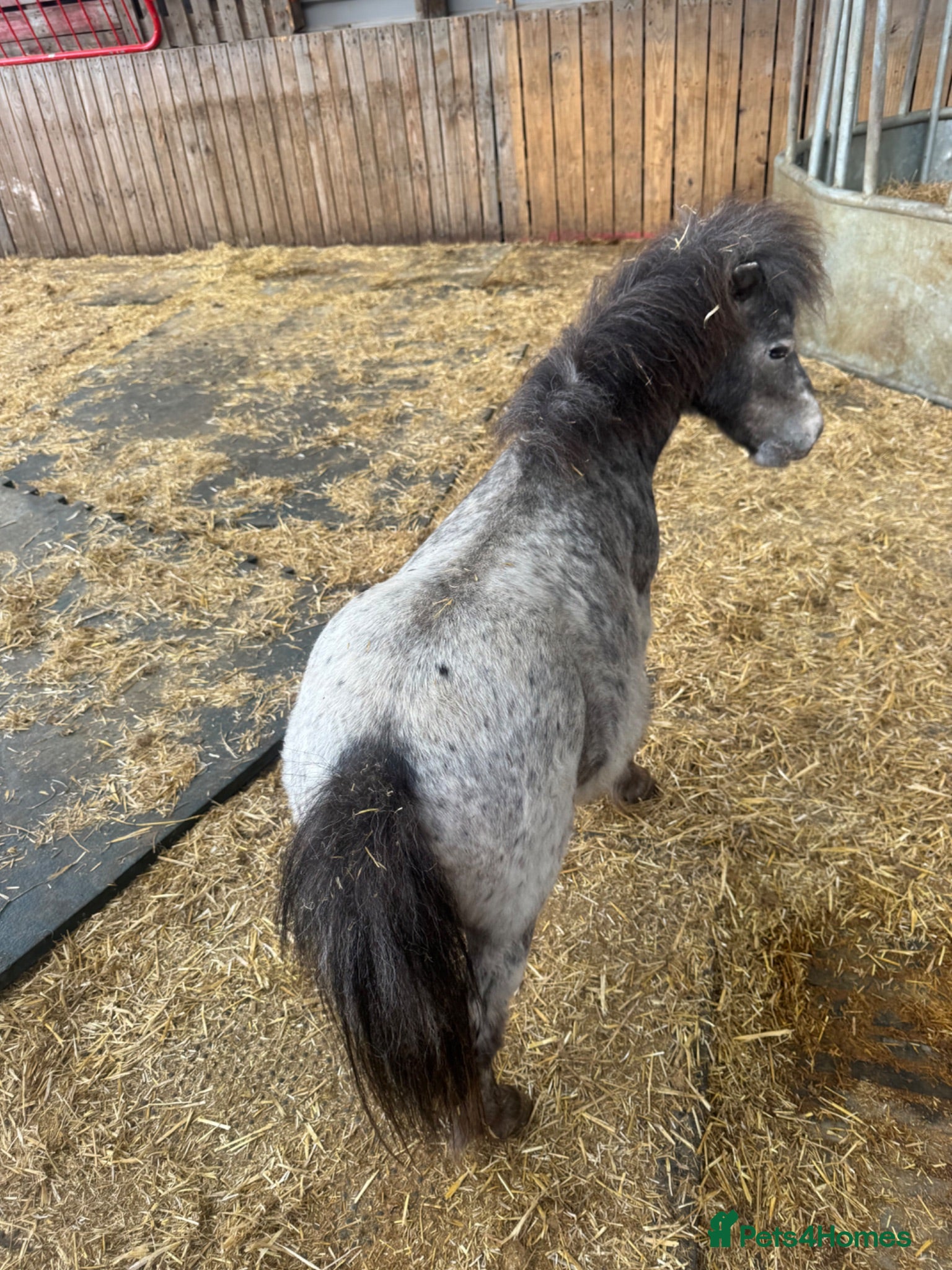 Shetland pony horses Shetland ponies - Advert 1