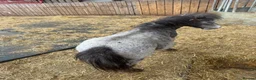 Shetland pony horses for sale: Shetland ponies - Advert 3