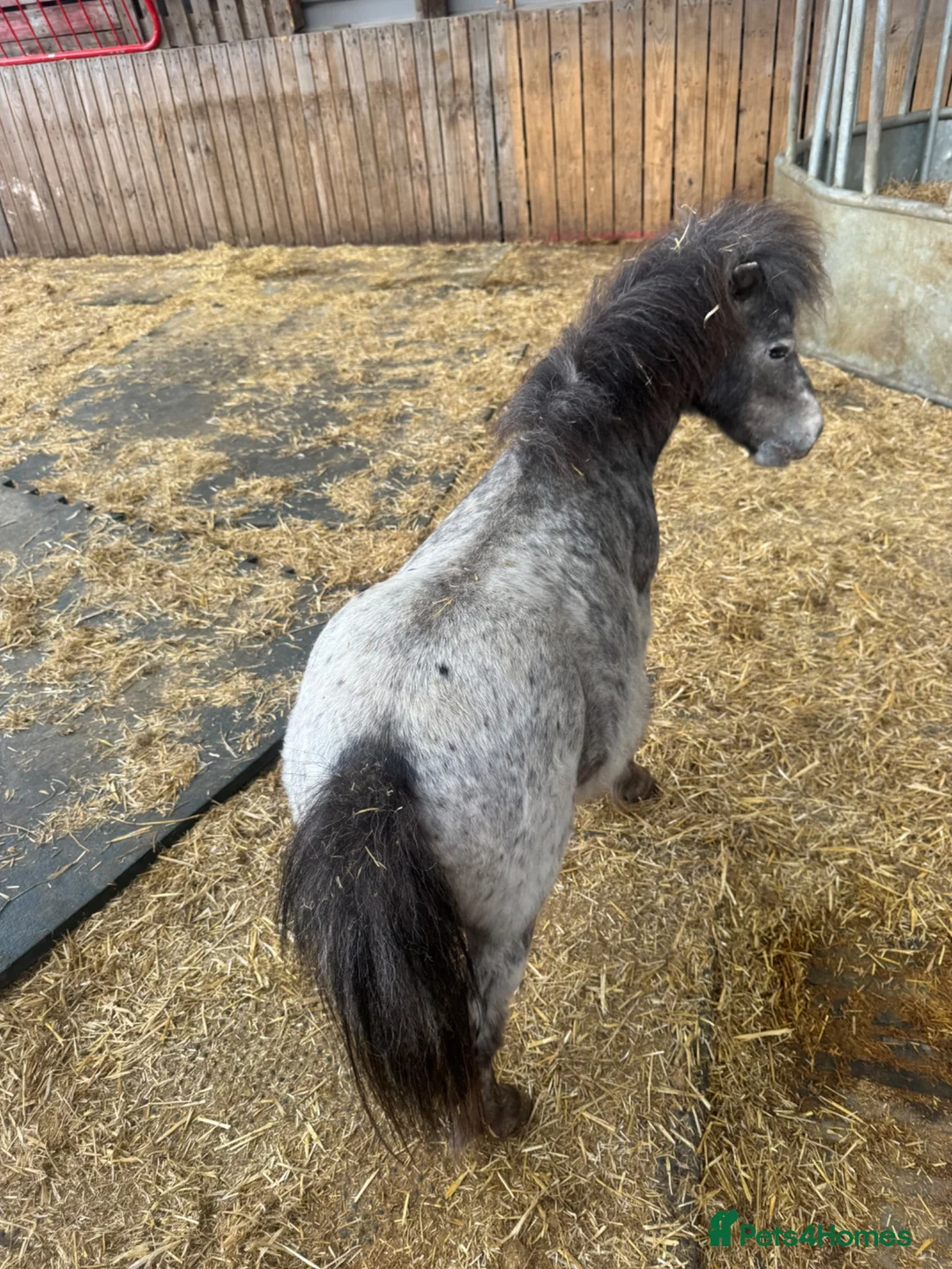Shetland pony horses for sale: Shetland ponies - Advert 1