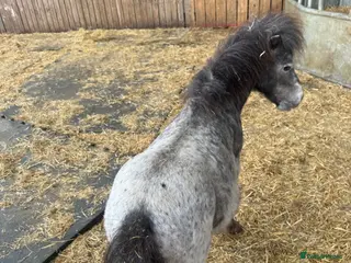 Shetland pony horses Shetland ponies - Advert 1