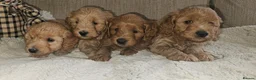 Cockapoo dogs for sale: Licenced breeder, red f1b cockapoo litter - Advert 18