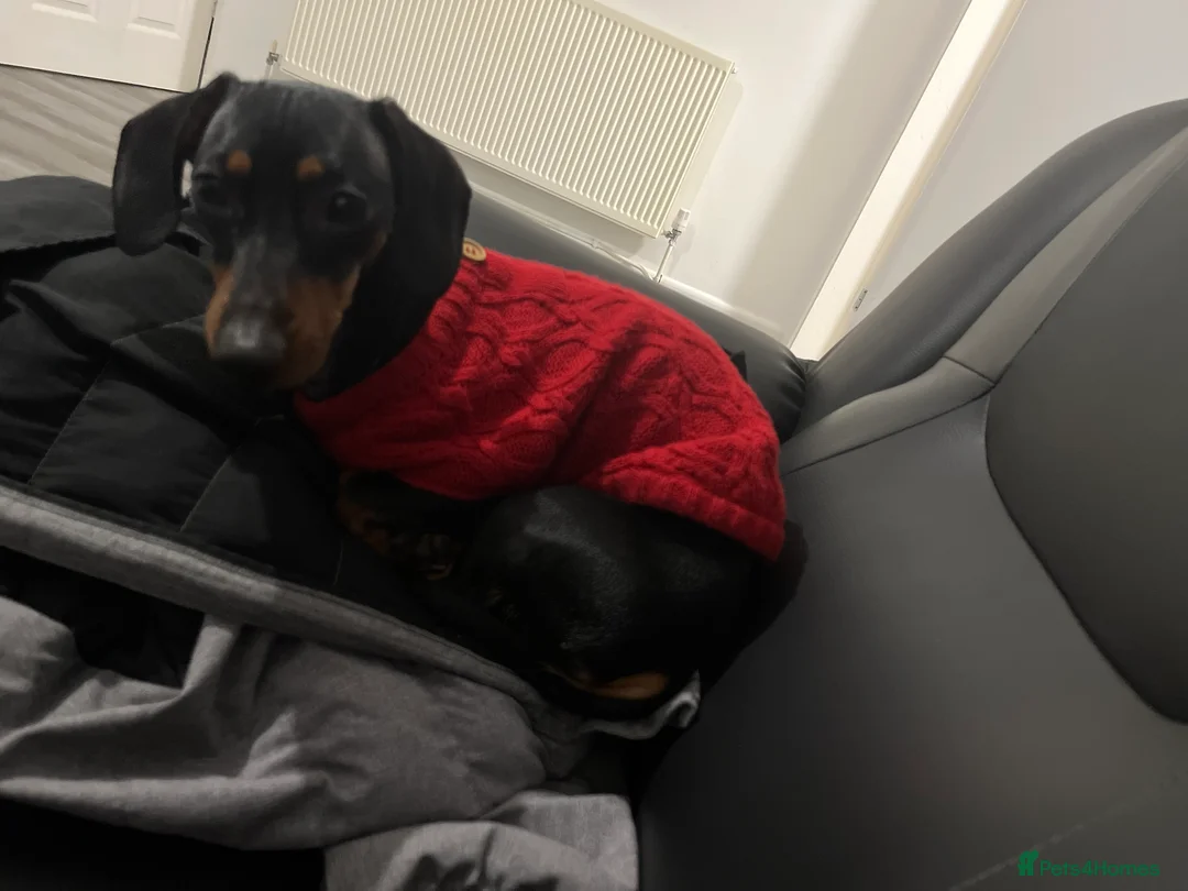 Miniature Dachshund dogs for sale: Female miniature dachshund  - Advert 6