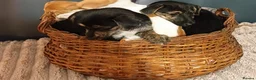 Jack Russell dogs for sale: Adorable Jack Russel Puppies  - Advert 4