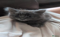 British Longhair cats for sale: Two kittens brother and sister  - Image 3