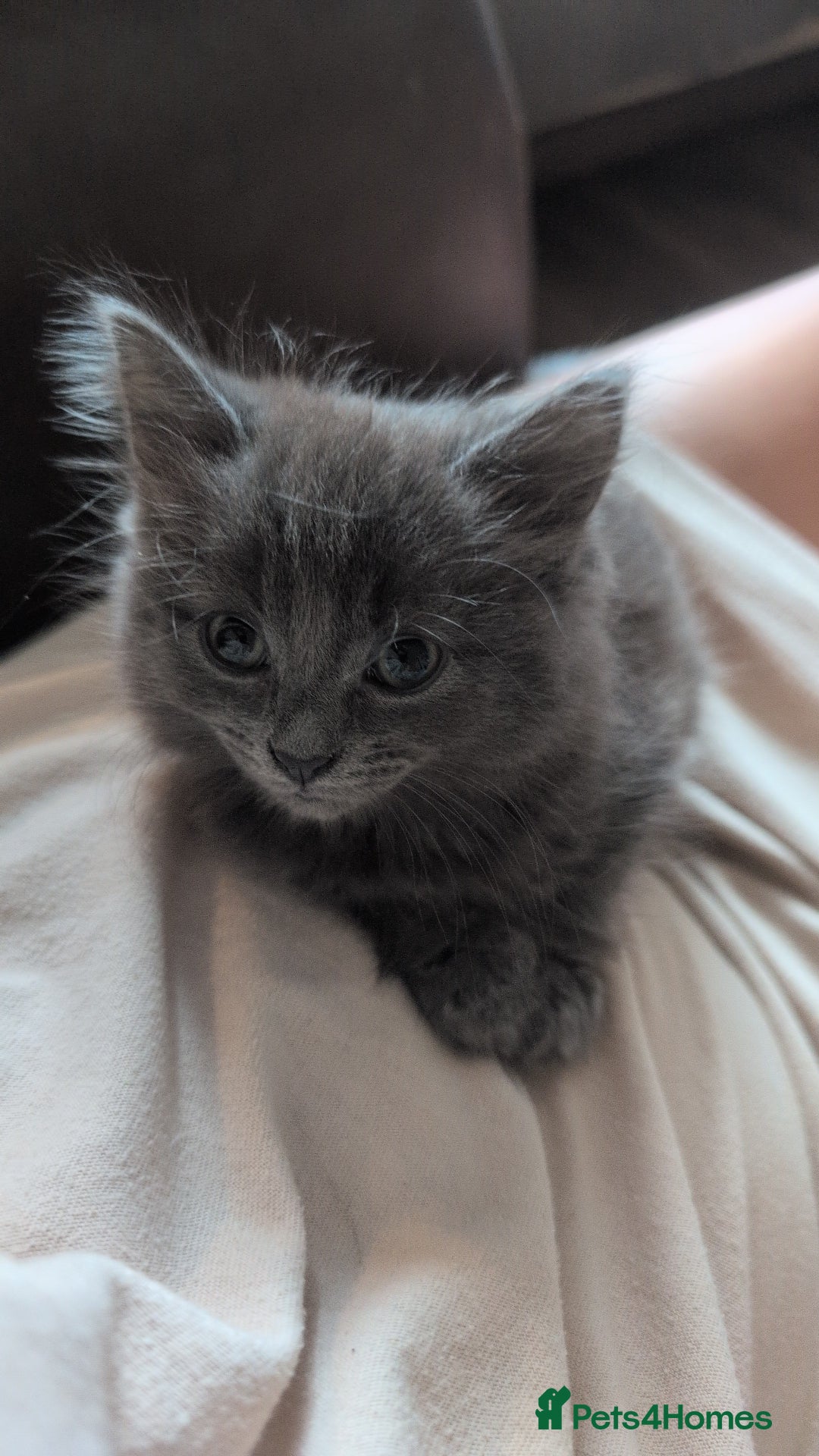 British Longhair cats for sale: Two kittens brother and sister  - Image 3