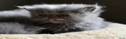 Persian cats for sale: Beautiful Persian kittens  - Advert 4