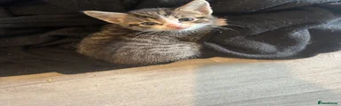 Mixed Breed Kitten 5
