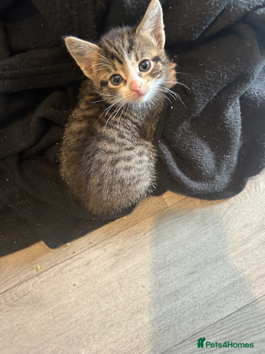 Mixed Breed cats for sale: beautiful mixed breed litter  in Cambridge - Advert 2