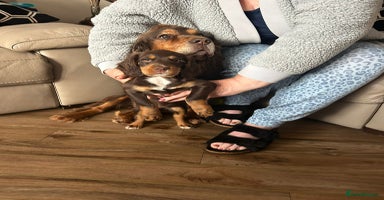 Sprocker dogs - Advert 15