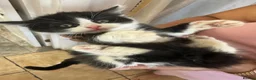 Mixed Breed cats for sale: kittens - Advert 2