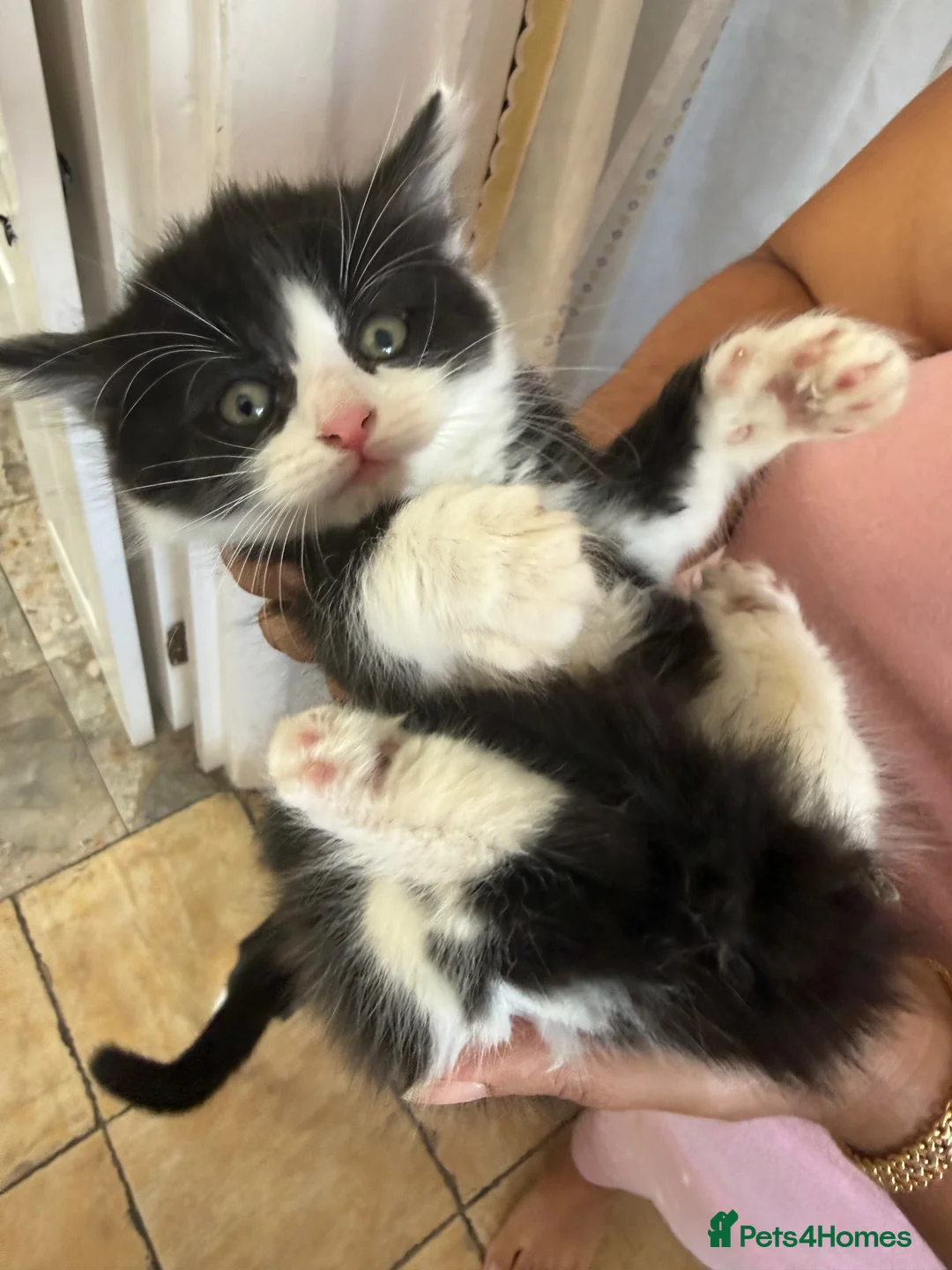 Mixed Breed cats for sale: kittens - Advert 2