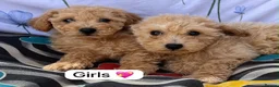 Cavapoo dogs for sale: Beautiful cavapoo puppies 🐶 in Maidstone - Advert 4