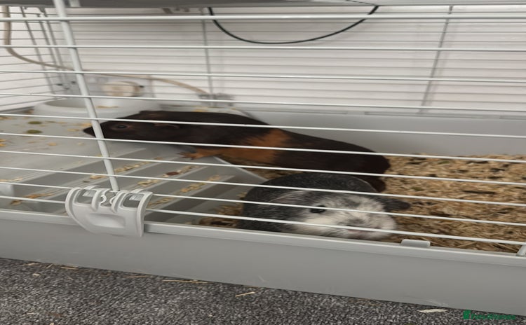 Guinea Pig rodents - Advert 3