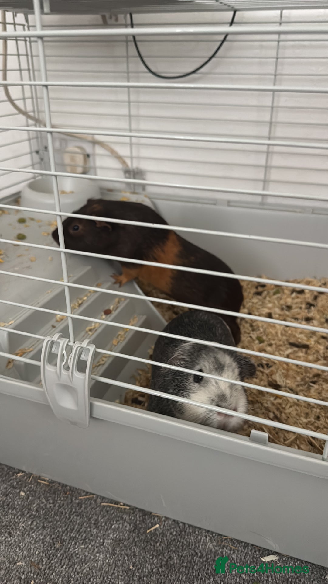 Guinea Pig rodents for sale: 2 male guinea pigs. 9 months old. - Image 1