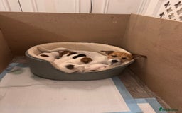 Jack Russell dogs for sale: Jack Russle puppies  - Image 11