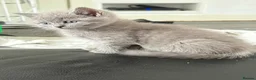 British Shorthair cats for sale: British Shorthair  - Advert 4