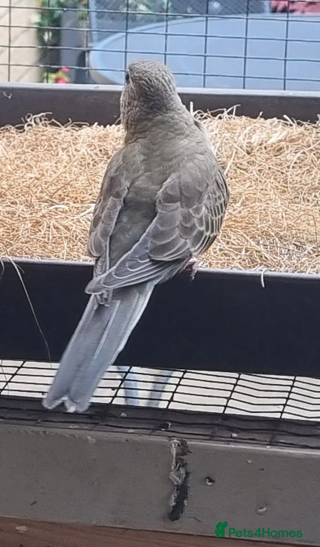 Parakeets birds for sale: Beautiful young Bourkes Parakeets - Advert 2
