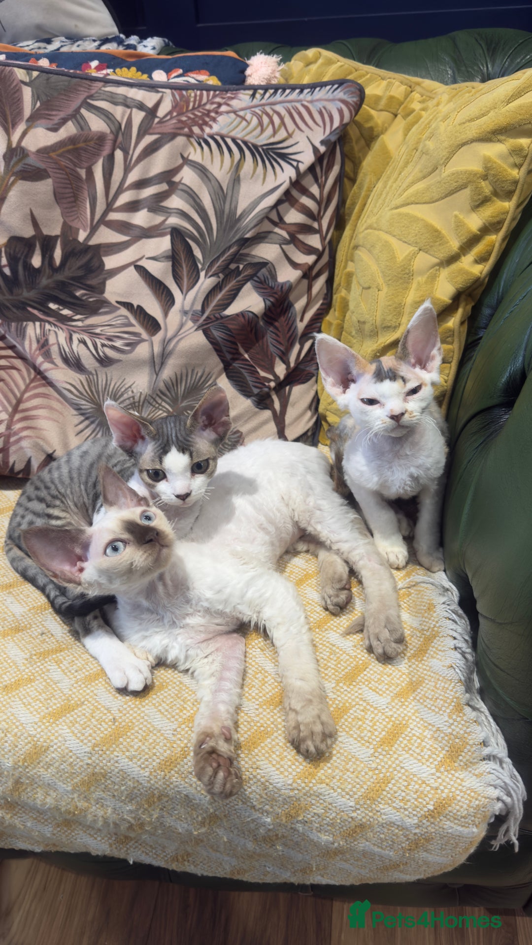 Devon Rex cats for sale: Adult champions Active registered GCCF - Advert 5