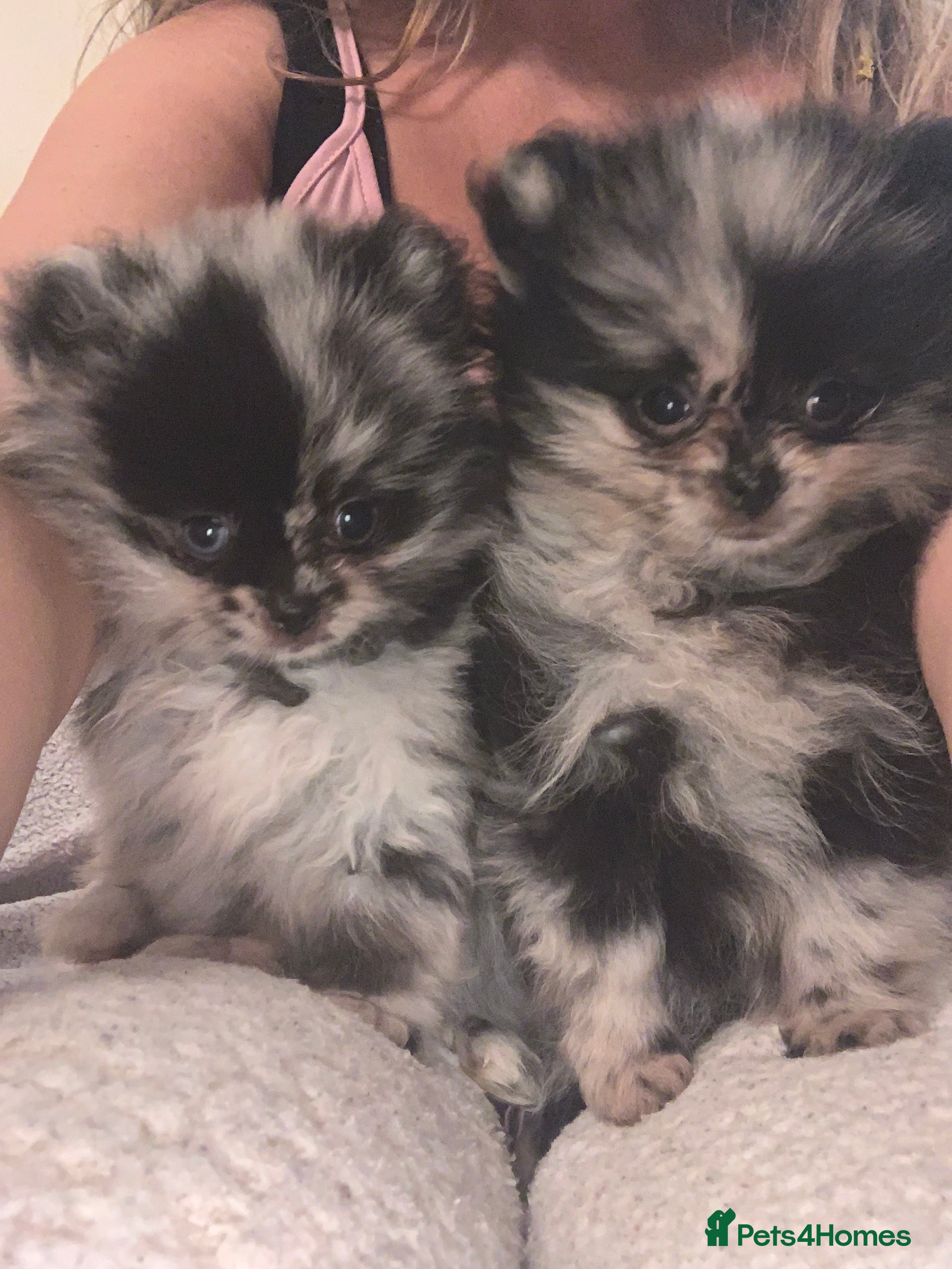 Pomeranian dogs UNIQUE POMERANIAN- Price negotiable - Advert 14