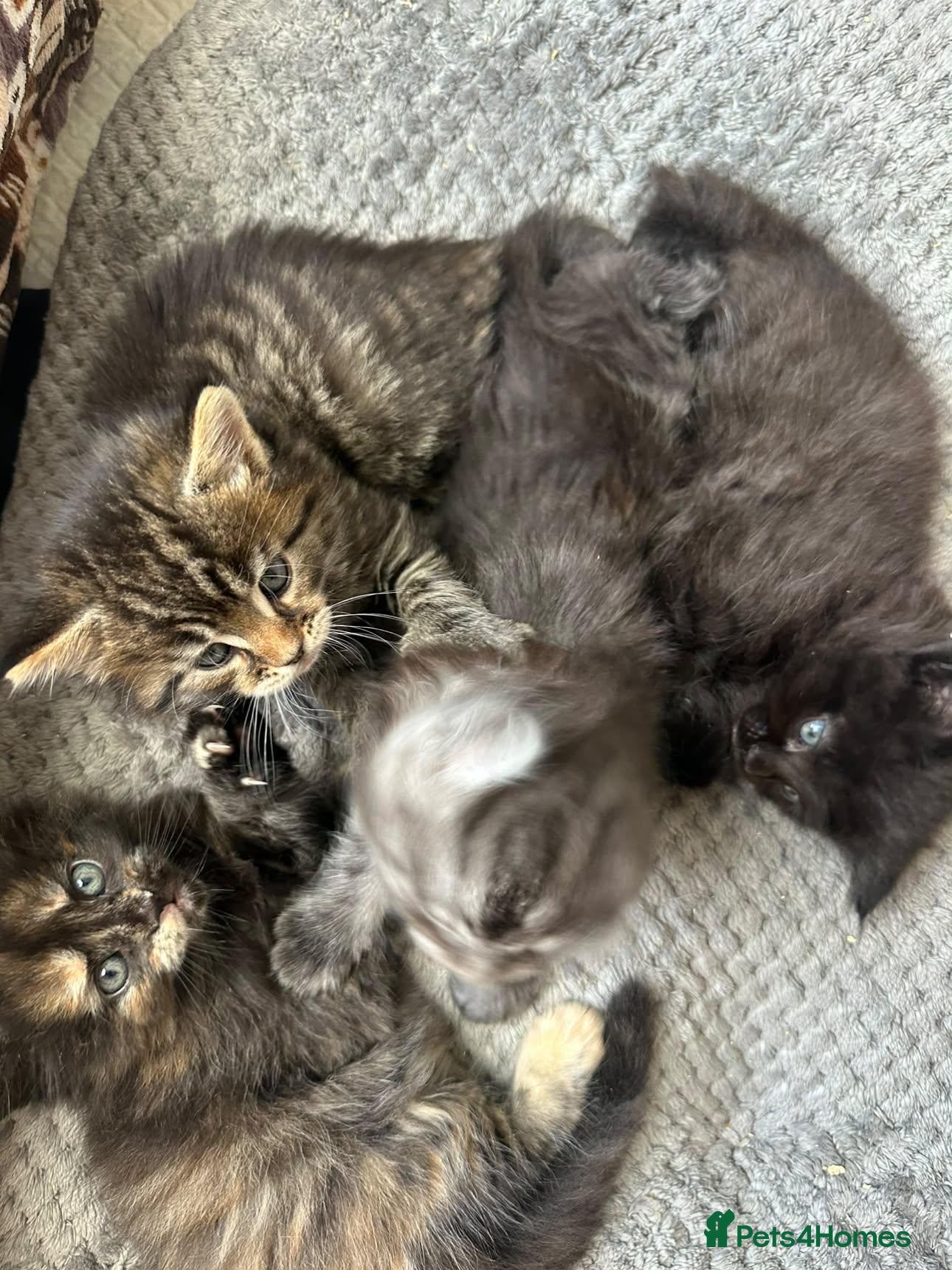 Maine Coon cats Maine Coon Tortoiseshell Girl & Black Boy Kittens - Advert 1