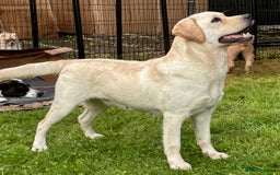 Labrador Retriever dogs for adoption: Lucia’s Story - Minutes from Death - Image 5