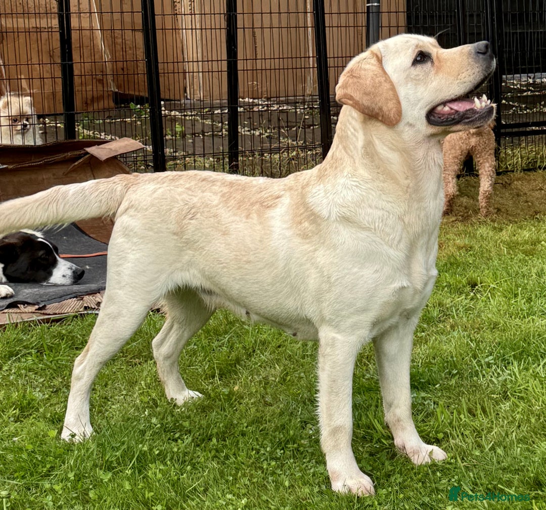 Labrador Retriever dogs for adoption: Lucia’s Story - Minutes from Death - Image 5