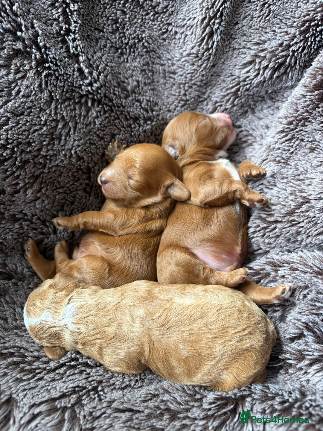 Cavapoo dogs for sale: Stunning cavapoo puppies  - Image 3