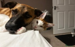 Mixed Breed dogs for sale: Manel - Image 9