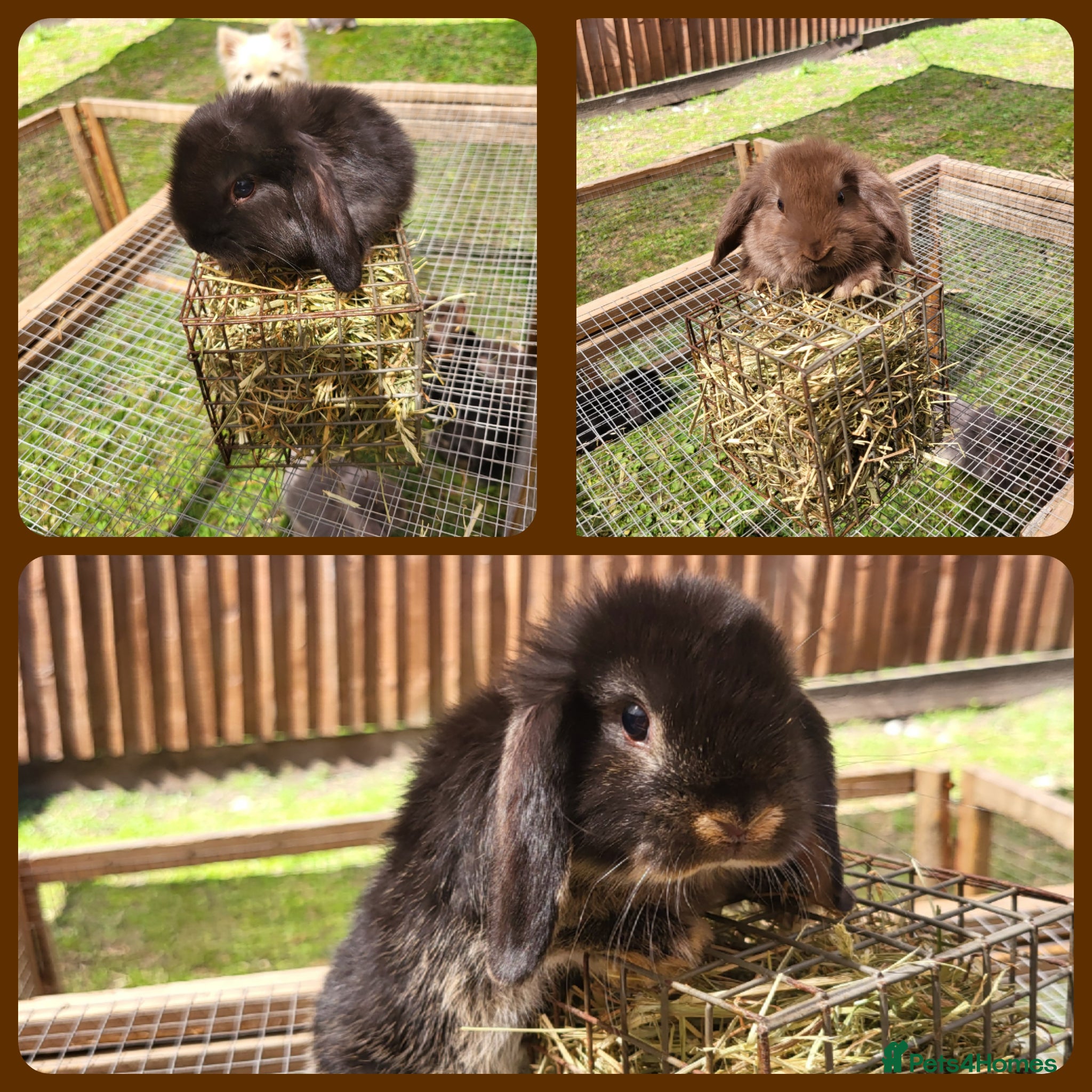 Mini Lop rabbits Mini lops - Advert 17