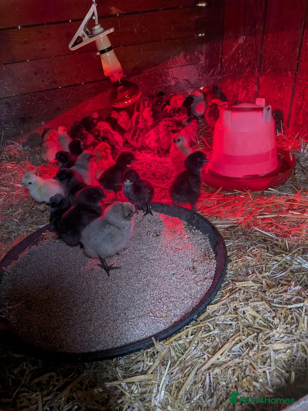 Chickens poultry for sale: Chicks for sale pure and mixed  in Bridgend - Advert 2