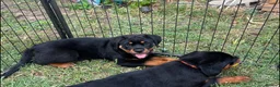 Rottweiler dogs for sale: KC-registered Rottweiler puppies - Advert 6