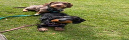 Dachshund dogs for sale: Wirehaired dachshund puppies  - Advert 7