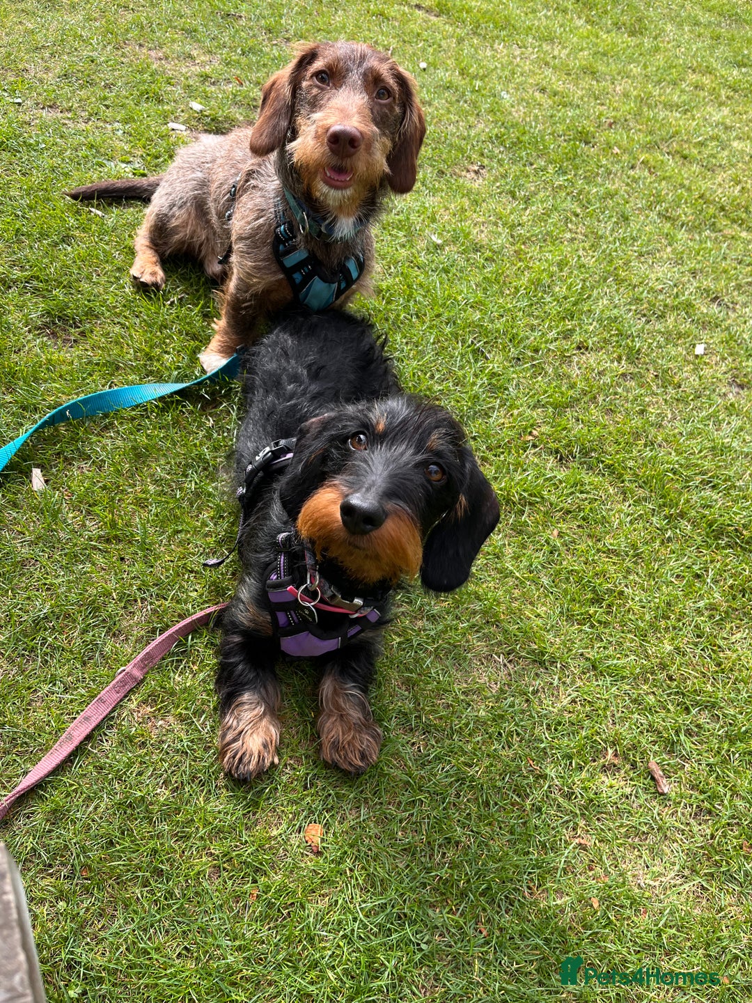 Dachshund dogs for sale: Wirehaired dachshund puppies  - Advert 7