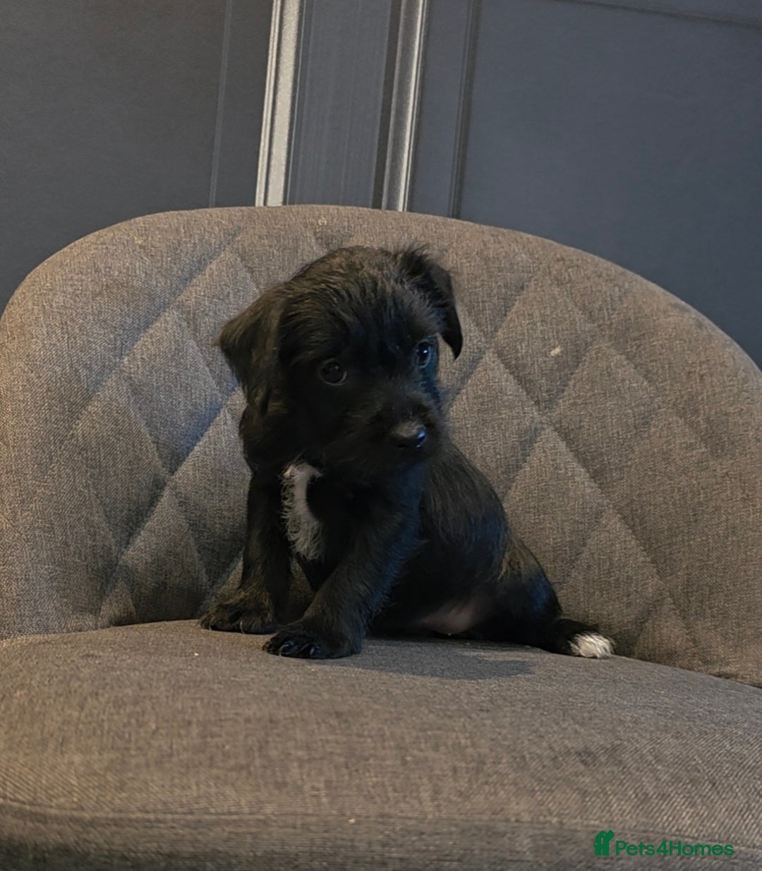 Patterdale Terrier dogs for sale: Patterdale Working Pups Ready To Go - Image 2