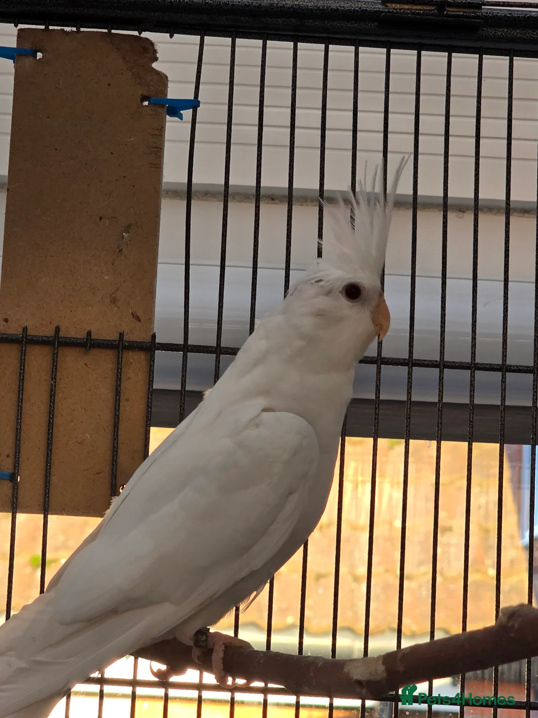 Cockatiels birds for sale: Cocatiels for sale.  - Advert 1