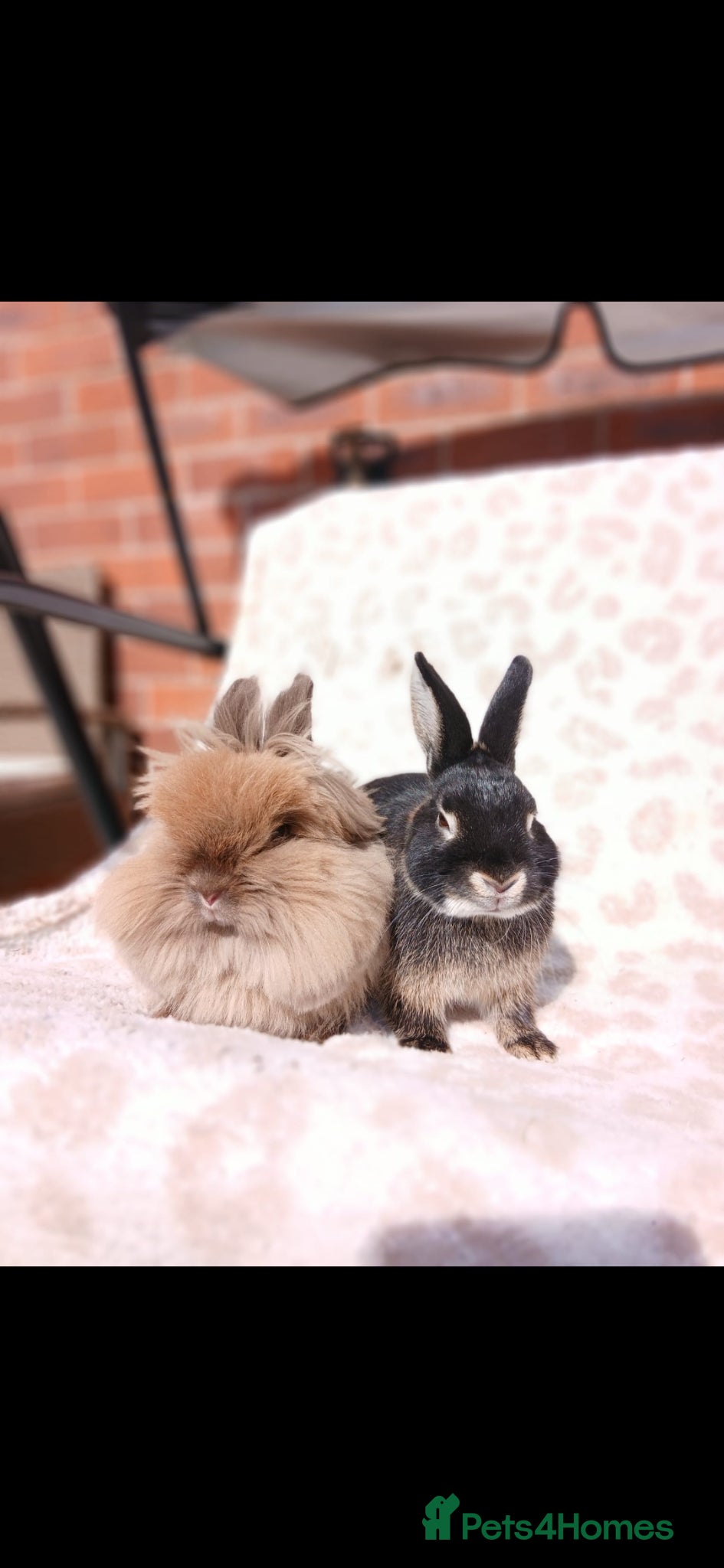 Lionhead rabbits Female lionhead - Advert 1
