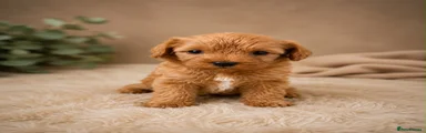 Cavapoo 3