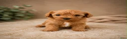 Cavapoo dogs for sale: F1 fox Red cavapoo  - Advert 5