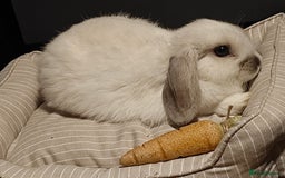 Dwarf Lop rabbits for sale: Find a home for an adorable lop-eared rabbit. - Advert 2