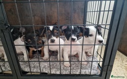 Jack Russell dogs for sale: Jack Russel Terriers 3 Generations Bloodline - Image 13