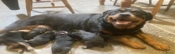 Rottweiler dogs for sale: Charming Rottweiler boy puppy for sale - Advert 1